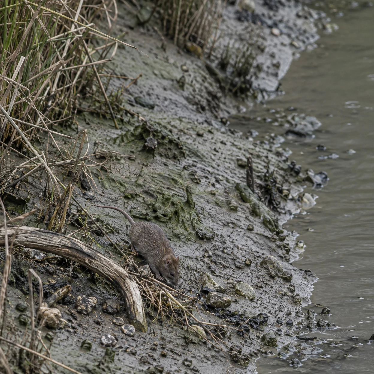 A brown rat forages among reeds, pebbles and pale driftwood on a muddy creek bank beside grey-green water.