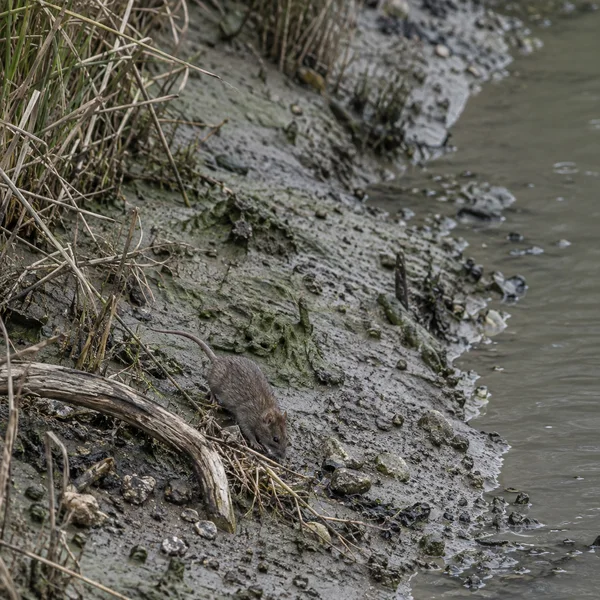 A brown rat forages among reeds, pebbles and pale driftwood on a muddy creek bank beside grey-green water.