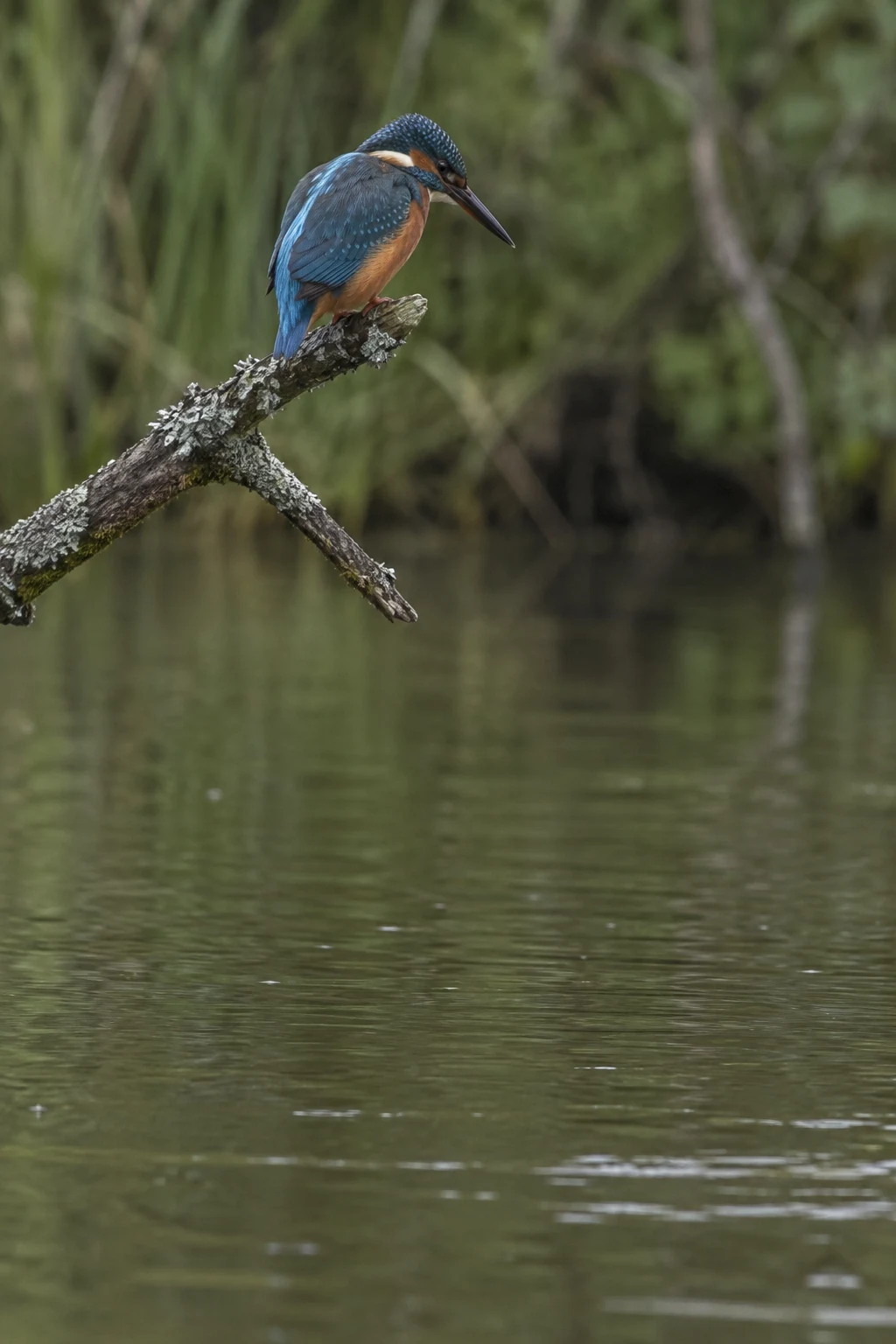 A common kingfisher with blue and orange plumage perches on a lichen-covered forked branch above a muted green-brown river, looking down toward the water…
