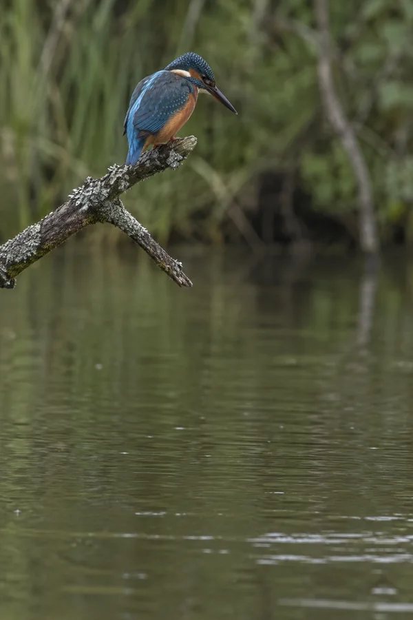 A common kingfisher with blue and orange plumage perches on a lichen-covered forked branch above a muted green-brown river, looking down toward the water…
