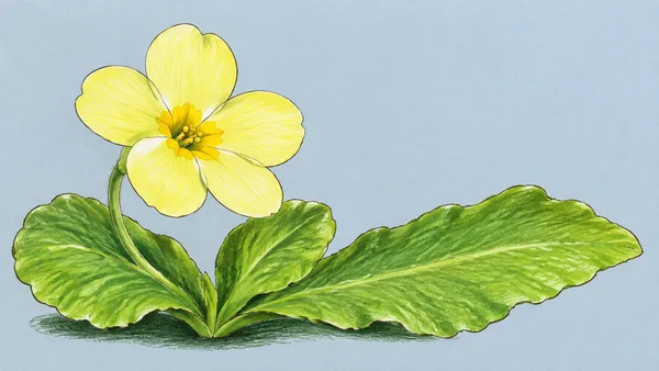 A hand-drawn primrose with a large pale-yellow five-petaled bloom on a curved green stem and three broad, textured leaves, including one extending far to the…