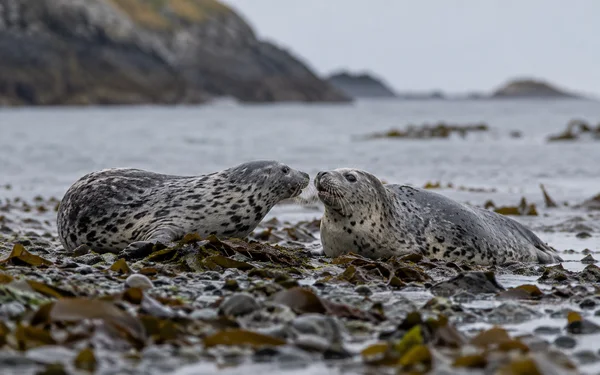 Two spotted harbour seals lie close together on a wet, seaweed-covered pebbled shore, facing each other with their noses nearly touching; grey water and a…