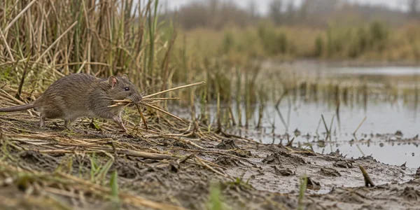 A brown rat in profile carries a bundle of dry reed stems along a muddy wetland bank, with still water and blurred reeds in the background.