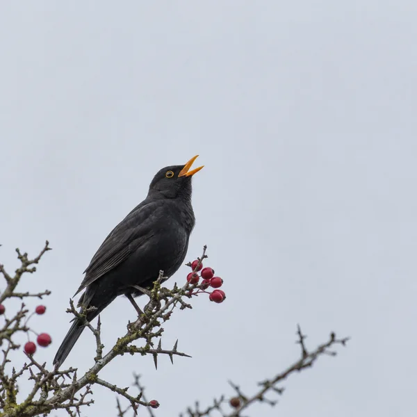 A blackbird with glossy dark plumage, an orange-yellow eye ring and an open orange bill perches on a thorny branch beside a cluster of red berries against a…