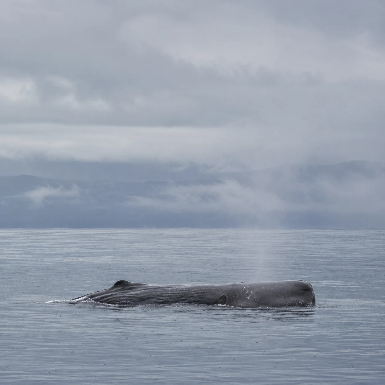 A dark grey-brown sperm whale rests at the surface of a gently rippled sea, with its blunt head above water and a faint plume rising into a misty, overcast sky.