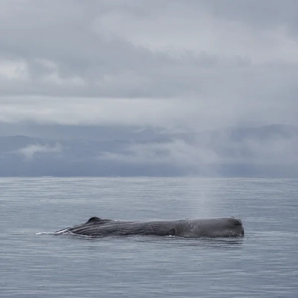 A dark grey-brown sperm whale rests at the surface of a gently rippled sea, with its blunt head above water and a faint plume rising into a misty, overcast sky.