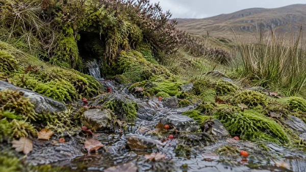 A shallow stream runs from a dark, moss-covered hollow through wet stones and green moss, with red berries and brown leaves along its course; rushes and a…