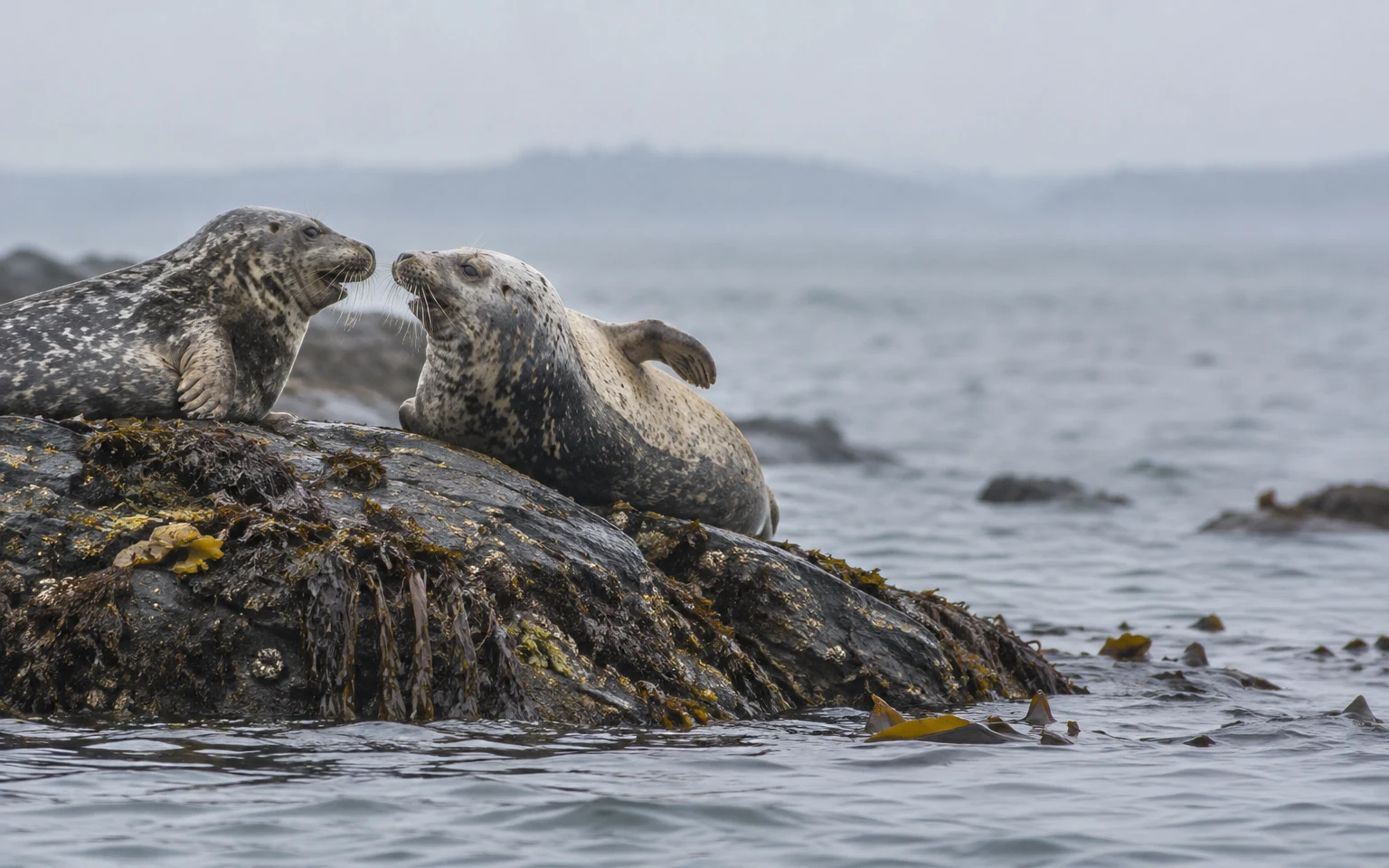 Two mottled grey seals rest on a dark, kelp-draped rock, facing each other with their noses close and one flipper raised; calm grey water and a hazy horizon…