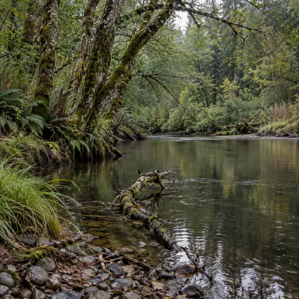 A moss-covered fallen branch extends from a rocky riverbank into a slow forest stream, surrounded by ferns, leaf litter and leaning trees.