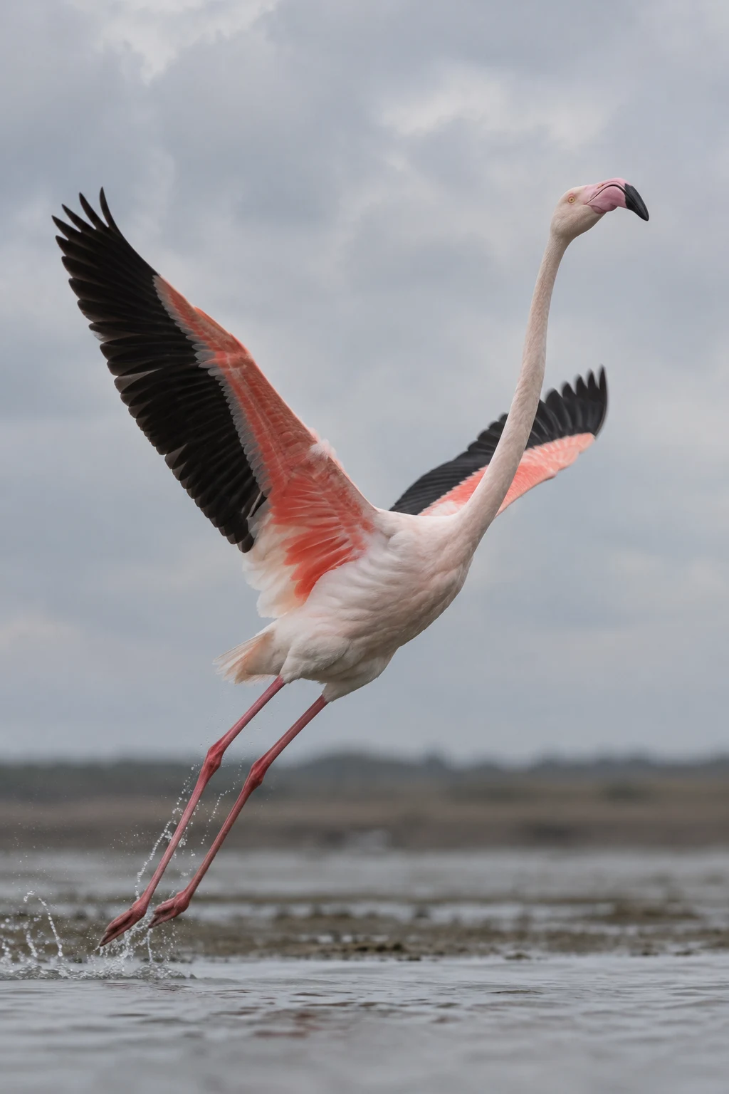 A pale pink flamingo lifts from shallow water with both wings raised, long legs trailing through droplets beneath a cloudy sky; a blurred mudflat runs along…
