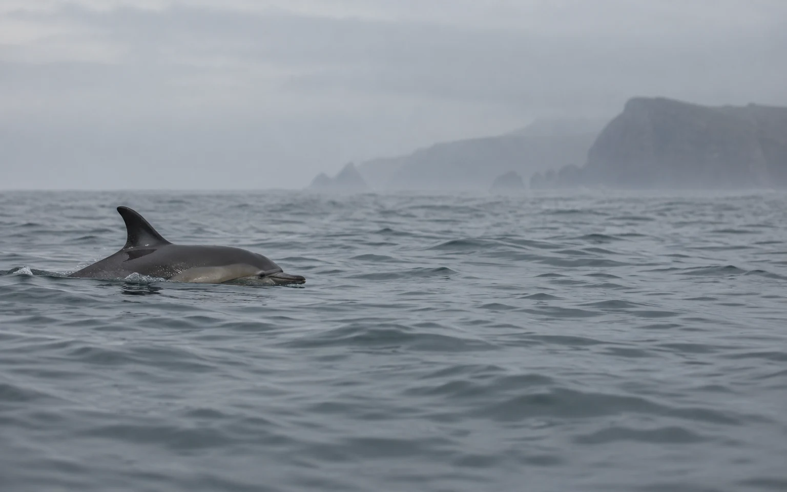 A dolphin surfaces in a grey, gently rolling sea, with its back, dorsal fin and part of its head visible; a misty rocky headland sits along the horizon beneath…