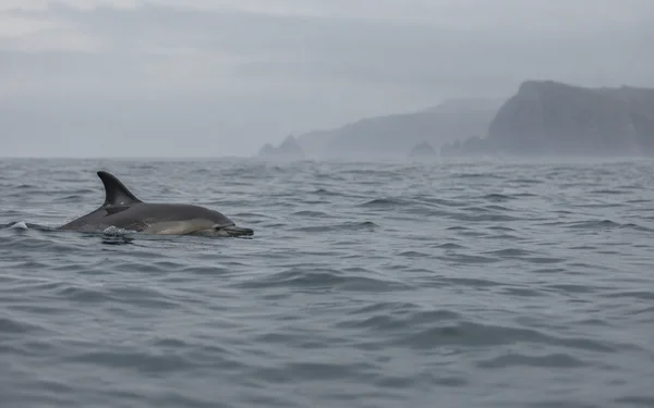 A dolphin surfaces in a grey, gently rolling sea, with its back, dorsal fin and part of its head visible; a misty rocky headland sits along the horizon beneath…