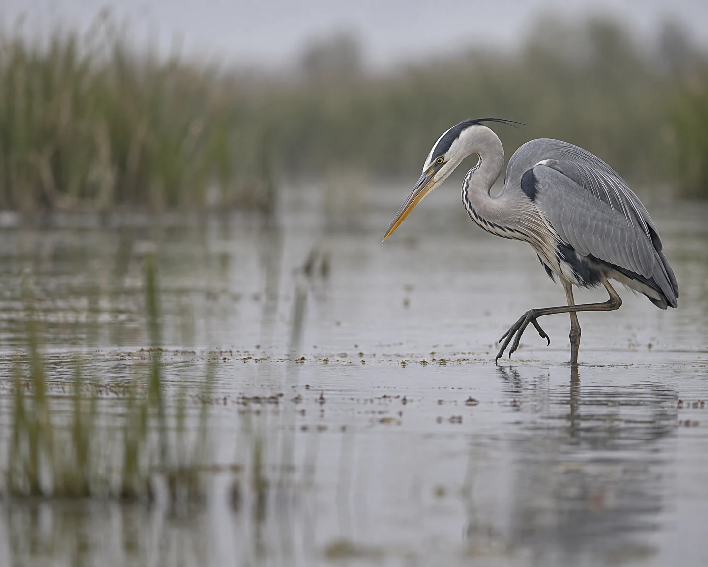 A grey heron wades through shallow wetland water with one foot lifted and its bill angled toward the surface; soft-focus reeds and muted water fill the open…