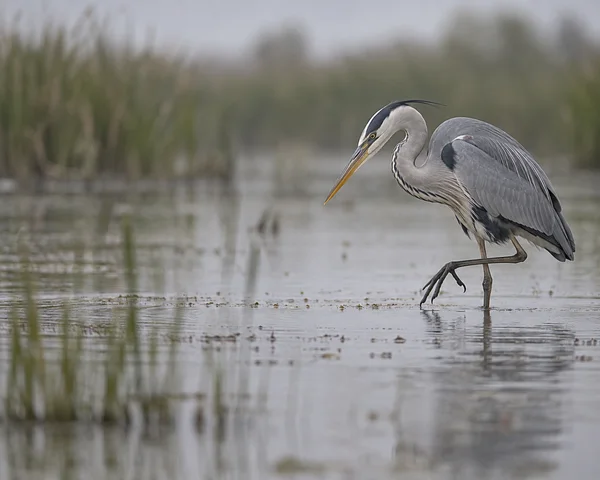 A grey heron wades through shallow wetland water with one foot lifted and its bill angled toward the surface; soft-focus reeds and muted water fill the open…