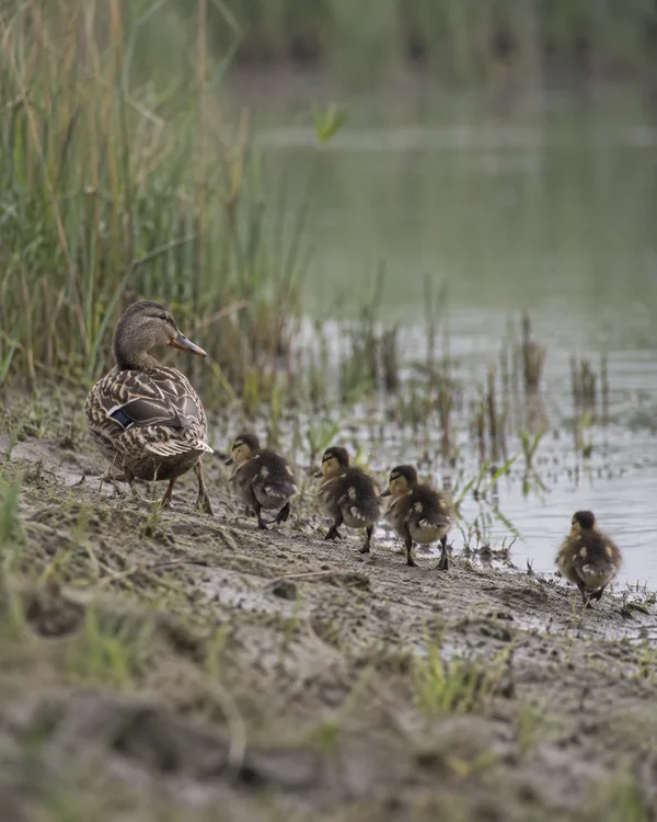 A female mallard with mottled brown plumage walks along a muddy, reed-fringed pond bank, looking back toward four downy ducklings following in a loose line…