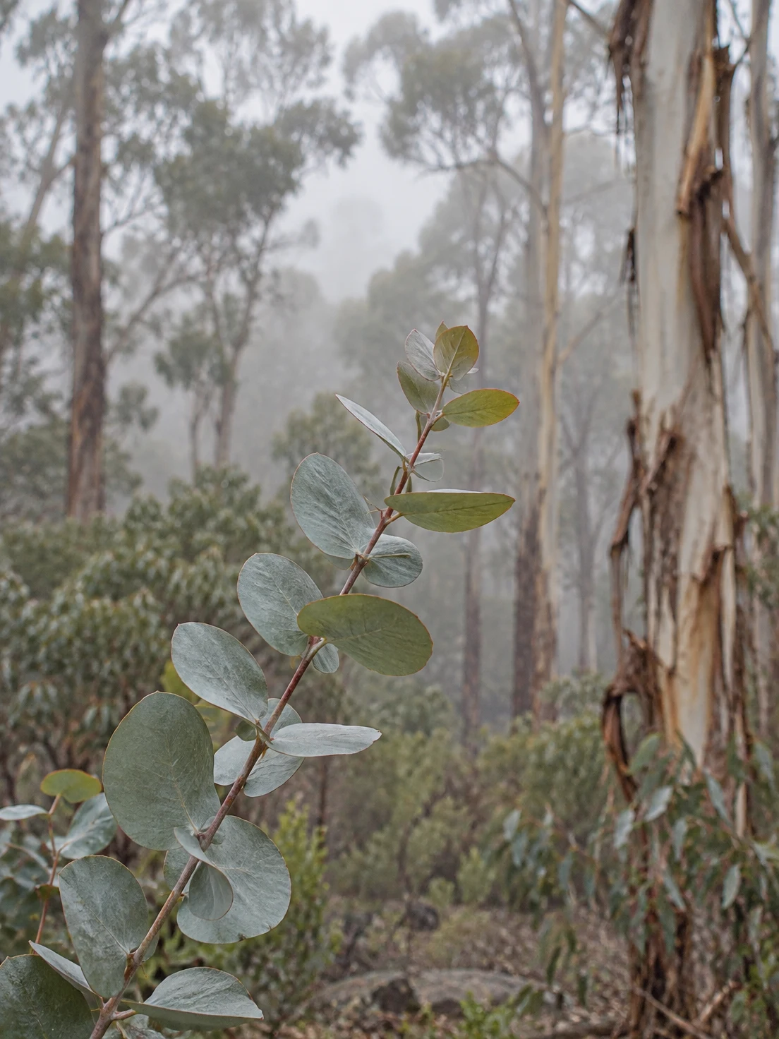 A reddish eucalyptus stem with rounded silvery blue-green leaves rises diagonally in the foreground of a misty woodland with pale trunks and muted foliage.