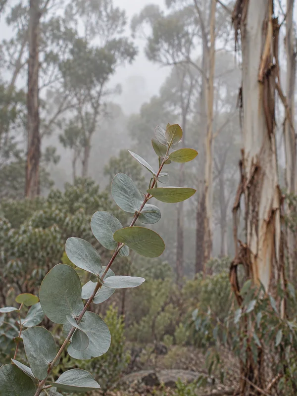 A reddish eucalyptus stem with rounded silvery blue-green leaves rises diagonally in the foreground of a misty woodland with pale trunks and muted foliage.