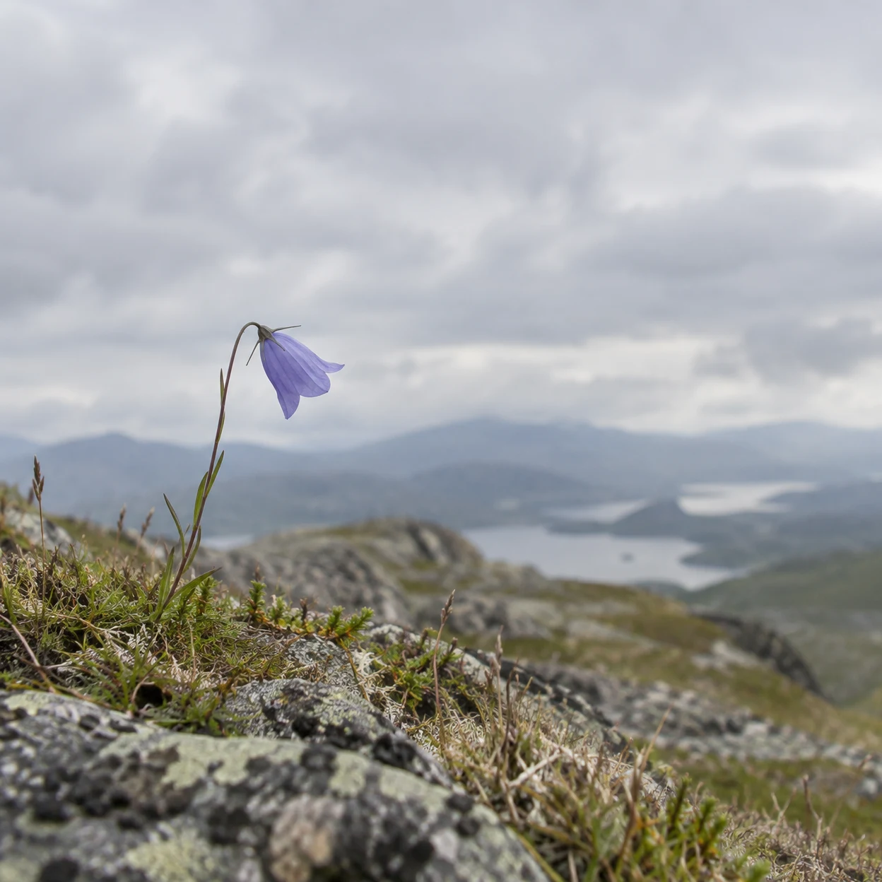 A blue-violet bell-shaped flower on a slender curved stem rises from a rocky, lichen-speckled upland with short grasses; blurred ridges and a lake sit beneath…