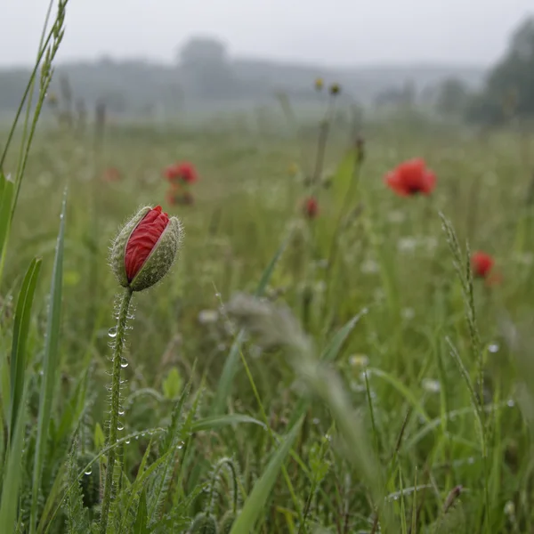A bristly green poppy bud with a crumpled scarlet petal emerging stands on a dew-covered stem in a softly blurred meadow, with grasses and several distant red…