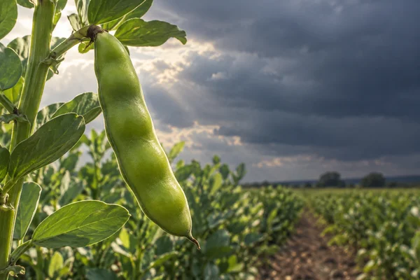 A large green broad bean pod hangs from a leafy plant in the foreground, with blurred crop rows beneath a dramatic cloudy sky and open darker sky to the right.