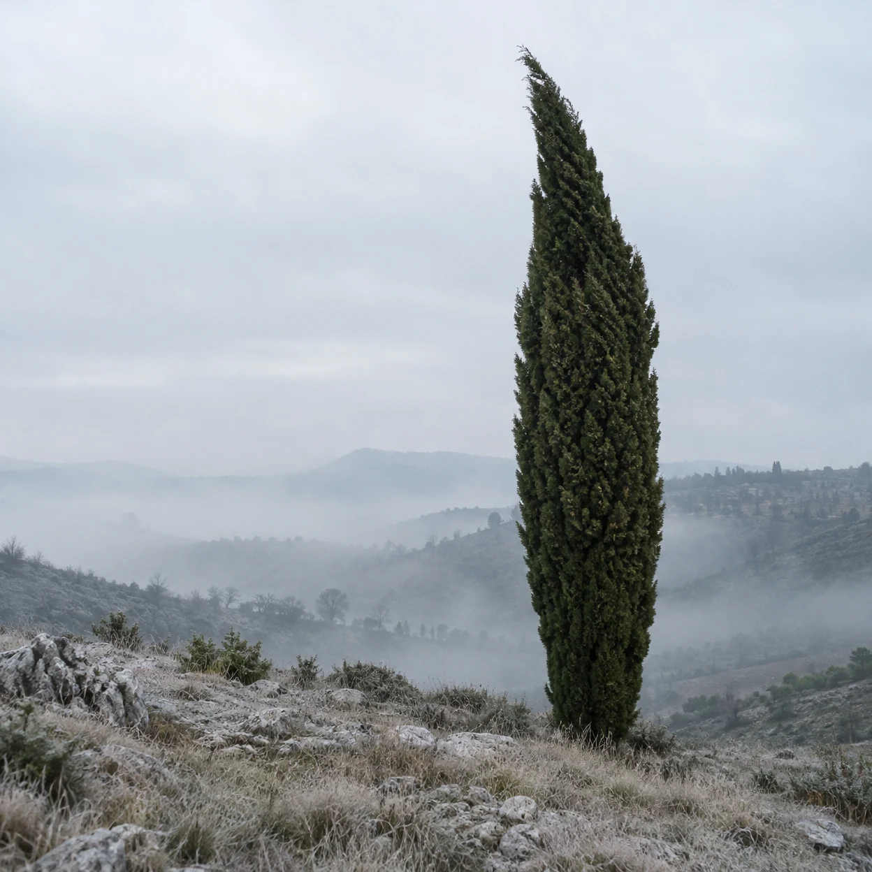 A tall, dark green cypress with a crooked, leaning tip stands on a pale rocky hillside covered in frosted grass, with layers of mist-softened hills behind it.