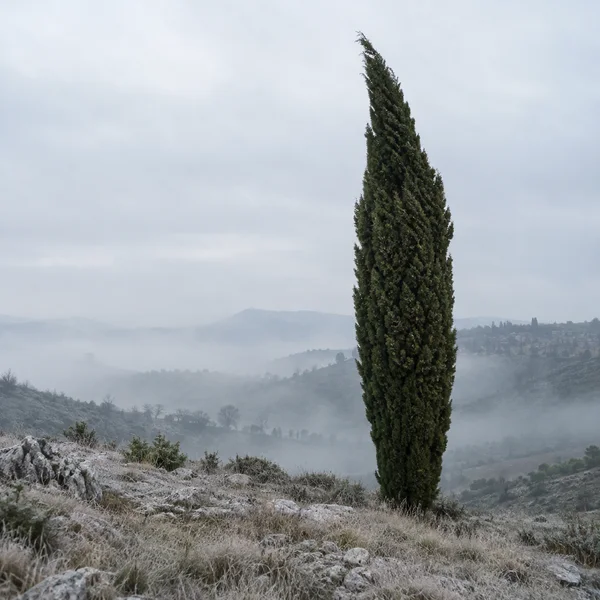 A tall, dark green cypress with a crooked, leaning tip stands on a pale rocky hillside covered in frosted grass, with layers of mist-softened hills behind it.