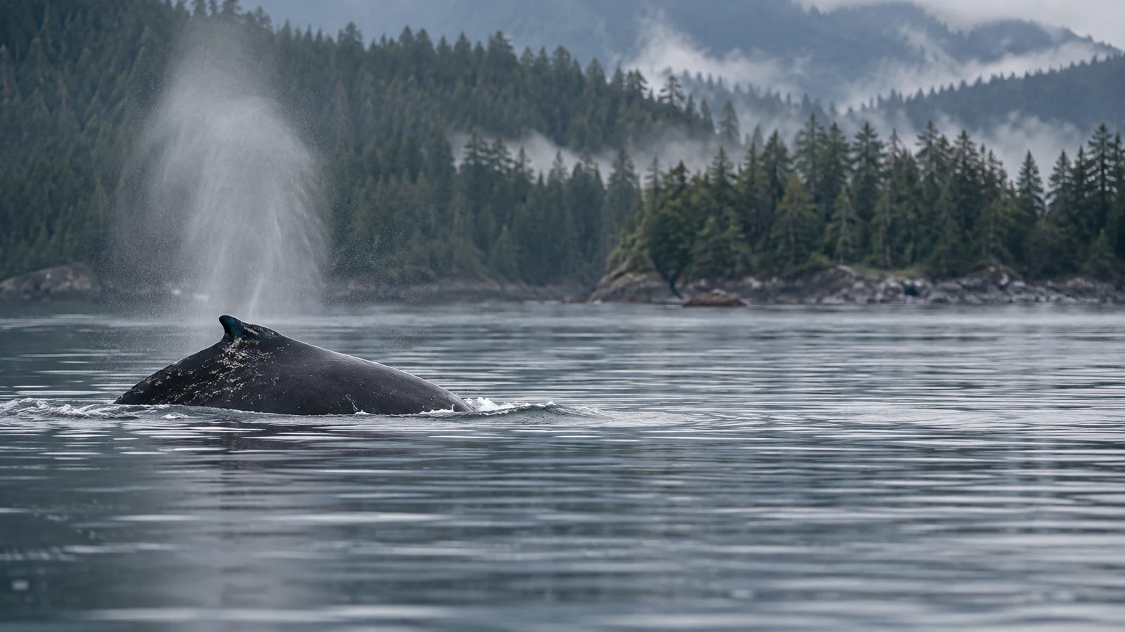 A dark humpback whale surfaces in calm coastal water, its small dorsal fin and wet back above the ripples as a misty blow rises beside it; a forested shoreline…