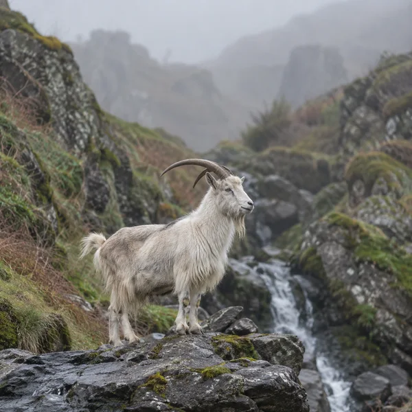 A pale, shaggy goat with long curved horns stands on a dark rock shelf in a misty, moss-covered gully, with a small stream running among the rocks behind it.