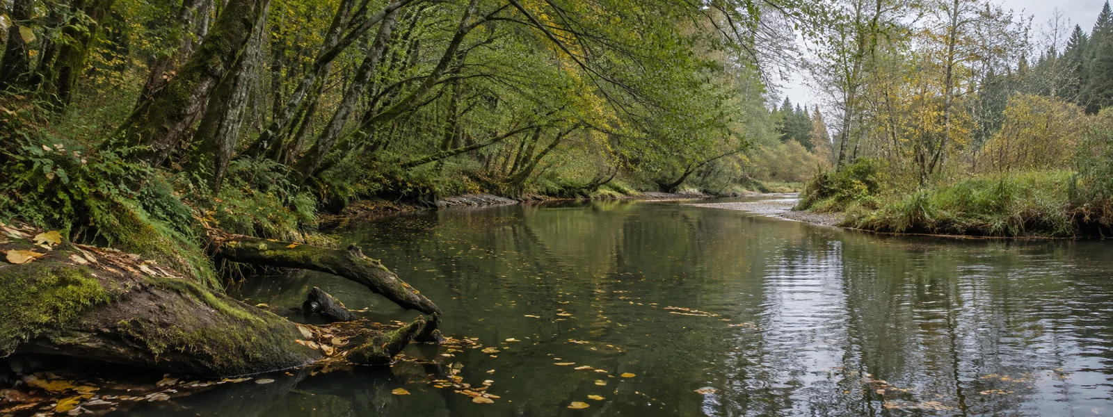A dark-green river curves through a dense riparian forest, with a moss-covered fallen log partly submerged in the left foreground and scattered amber leaves on…
