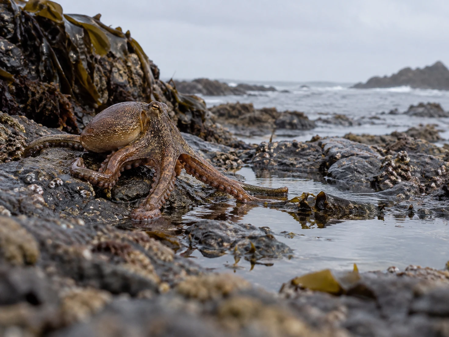 A mottled brown octopus stretches across a wet, barnacle-covered rocky shore beside a shallow reflective tide pool, with kelp on the left and a grey sea in the…
