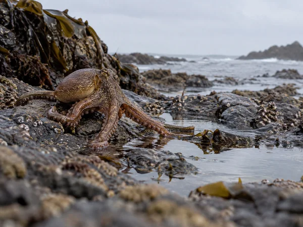 A mottled brown octopus stretches across a wet, barnacle-covered rocky shore beside a shallow reflective tide pool, with kelp on the left and a grey sea in the…