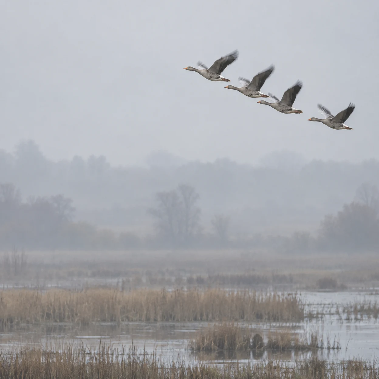 Four grey-brown geese fly in a diagonal line across the silvery sky above a misty wetland of reeds and shallow water.