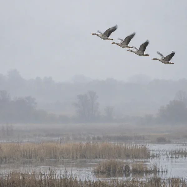 Four grey-brown geese fly in a diagonal line across the silvery sky above a misty wetland of reeds and shallow water.
