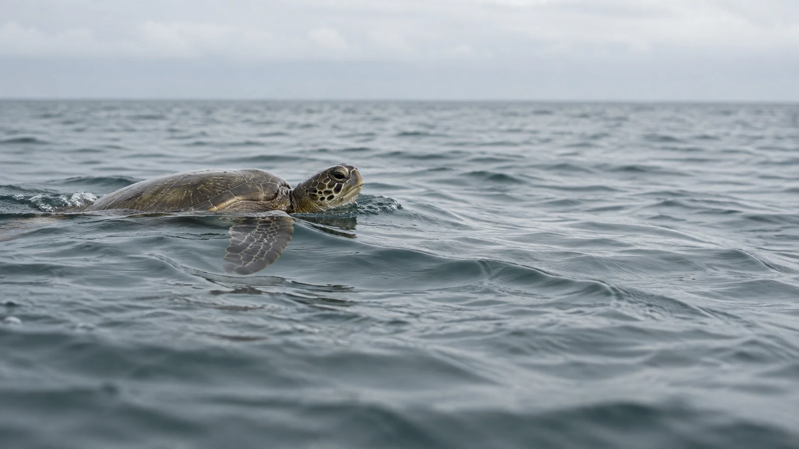 A green sea turtle swims at the ocean surface, its head raised above the water and one foreflipper visible beneath the ripples.