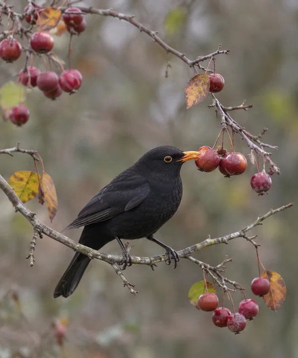 A blackbird with glossy dark plumage and an orange bill perches on a bare branch, its bill touching a red crab apple.