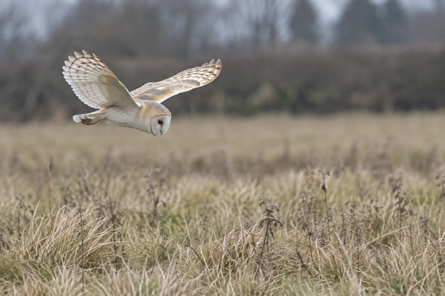 A pale barn owl glides low over a rough, straw-coloured meadow, its wings spread and face angled toward the grass; a softly blurred hedgerow fills the…