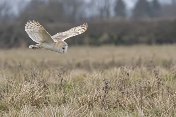 A pale barn owl glides low over a rough, straw-coloured meadow, its wings spread and face angled toward the grass; a softly blurred hedgerow fills the…