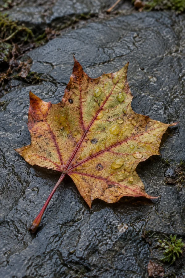 A large mottled yellow, ochre, and red maple leaf dotted with water droplets lies on dark wet slate, with moss and small bits of leaf litter near the frame…