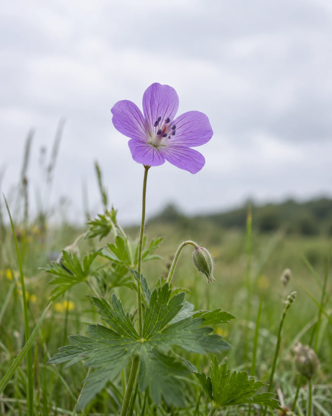 A violet-pink, veined flower rises on a slender stem above deeply lobed leaves, with a fuzzy closed bud hanging beside it and meadow grasses blurred against a…