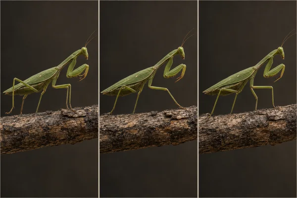 A green mantis is shown in three side-profile panels stepping across a rough, dark twig, with its walking leg lifted, extended, and then gripping the bark.