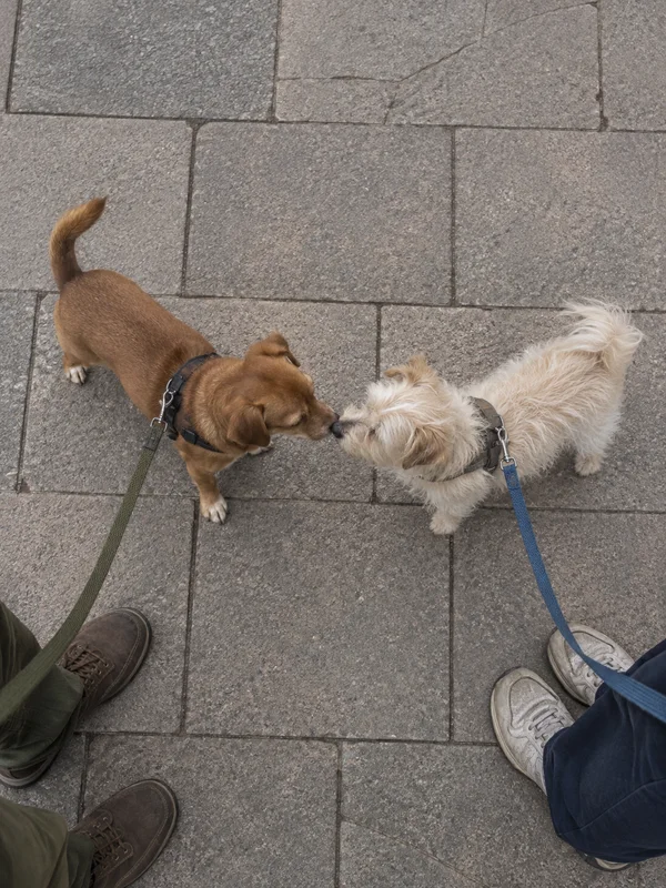 A chestnut short-haired dog and a wiry cream dog greet nose to nose on a grey stone-paved plaza, viewed from above.