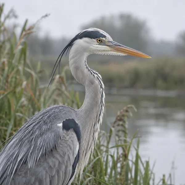 A grey heron stands in profile among reeds beside calm water, its curved pale neck, trailing black plumes, amber eye and long orange bill sharply focused…