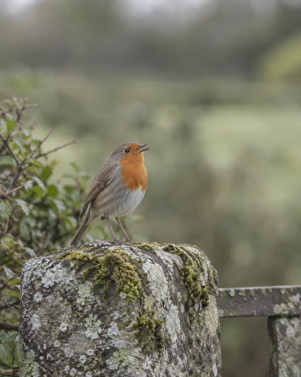 A European robin with an orange-red breast perches on a lichen- and moss-covered stone gatepost, its beak open against a softly blurred green-grey hedge.