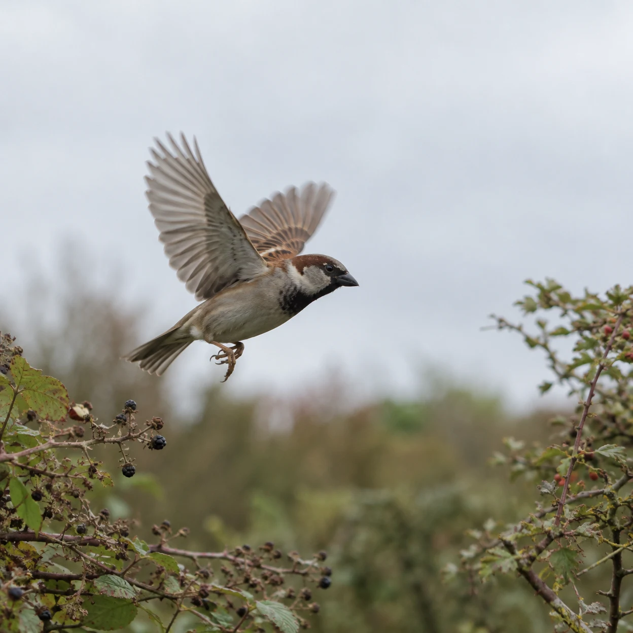 A male house sparrow flies across an open gap between leafy, berry-bearing hedgerow branches, its wings raised and spread against a pale grey sky.