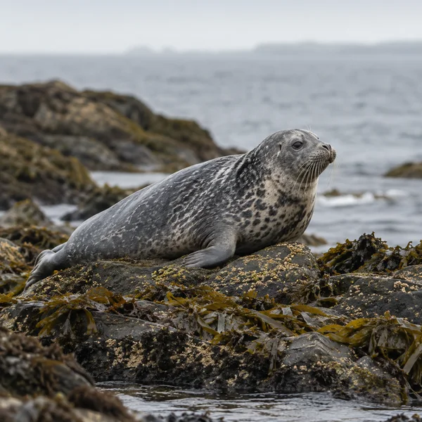 A mottled grey seal rests with its head raised on a kelp-covered rocky shore, with softly blurred water and a pale horizon behind it.