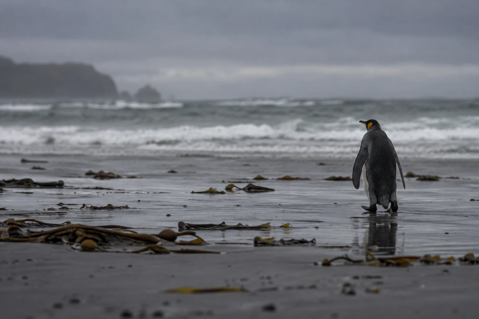 A lone penguin stands on a wet, kelp-strewn dark beach, facing the grey surf; its reflection shows on the sand beneath an overcast sky.