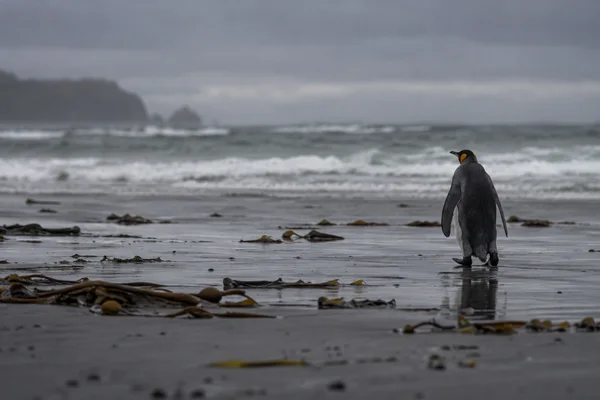 A lone penguin stands on a wet, kelp-strewn dark beach, facing the grey surf; its reflection shows on the sand beneath an overcast sky.