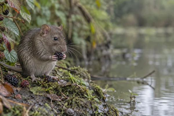 A brown rat sits upright on a damp, moss-covered riverbank, holding a dark blackberry in its forepaws.