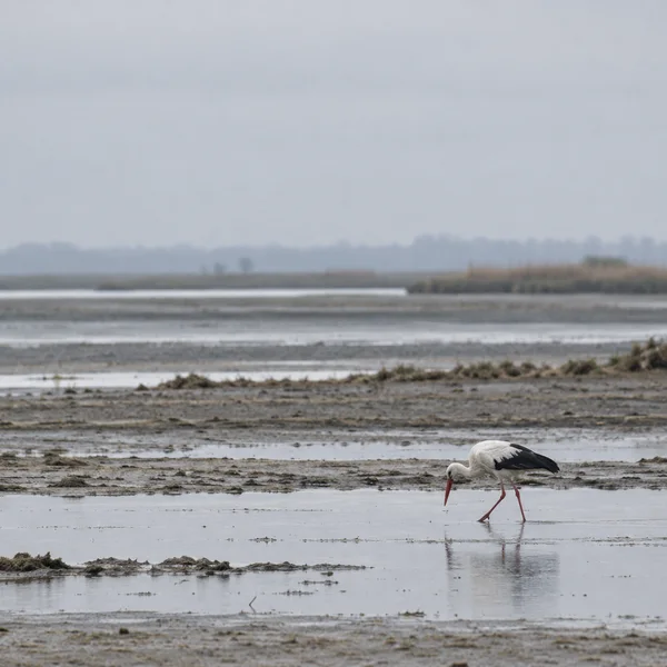 A white stork with black flight feathers and a red bill wades through shallow water on a broad grey tidal mudflat, its head lowered and reflection faintly…