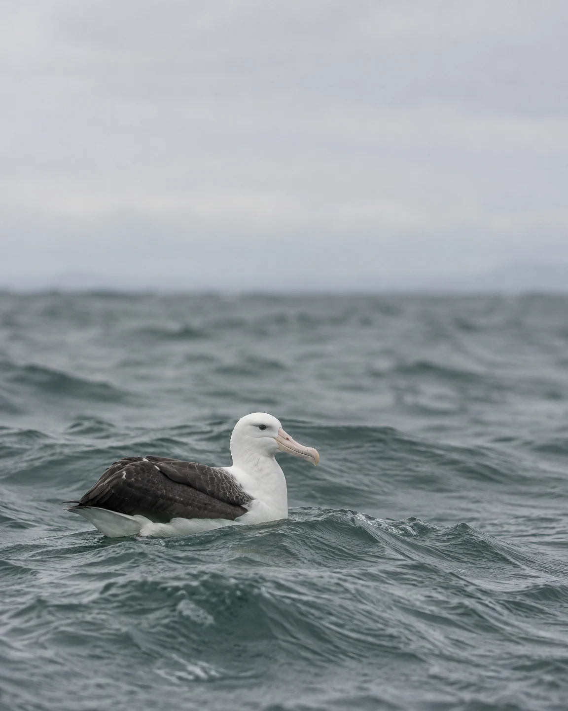 A white-bodied seabird with dark folded wings and a pale hooked bill floats on choppy grey-green water beneath a pale overcast sky.